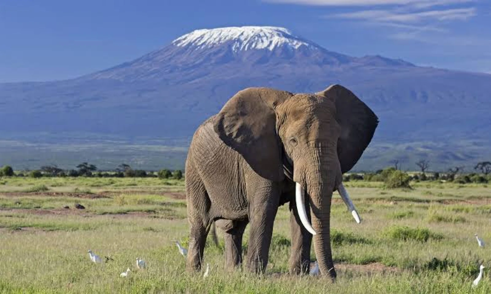 Masai Mara → Amboseli – Kilimanjaro’s Iconic Landscape