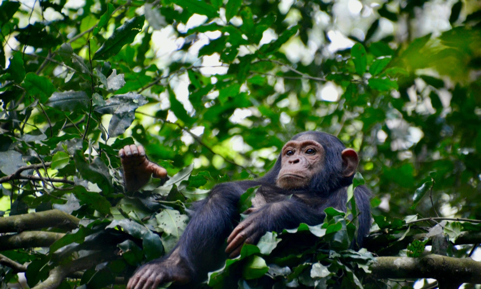Kibale Forest – Chimpanzee Trekking Experience