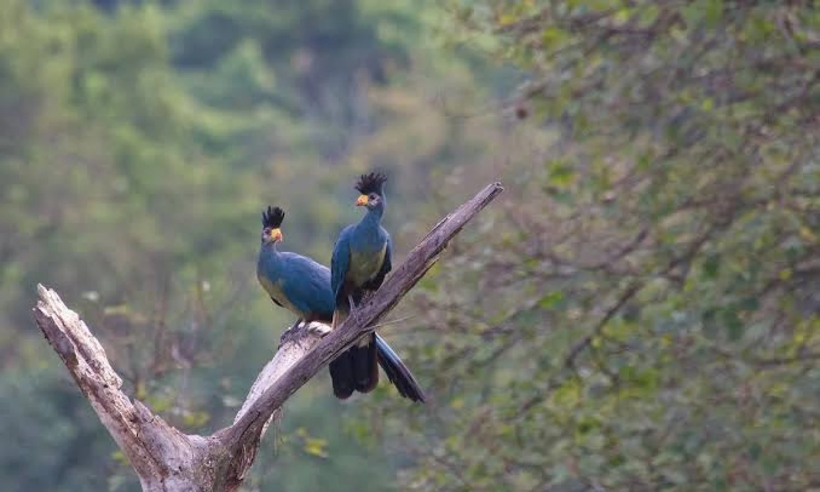 Kampala → Kibale Forest – Into the Rainforest