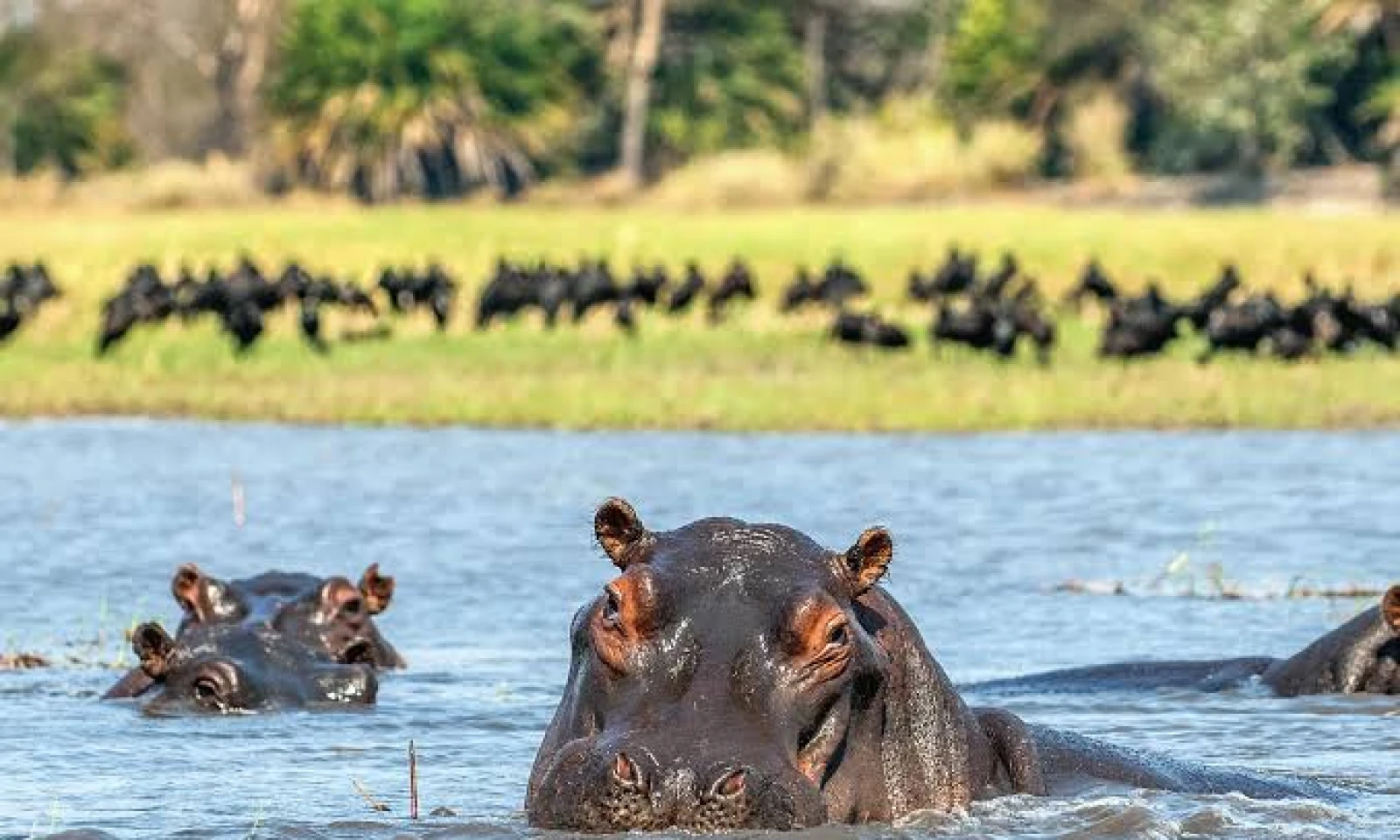 Kibale → Queen Elizabeth – Savannah Wilderness