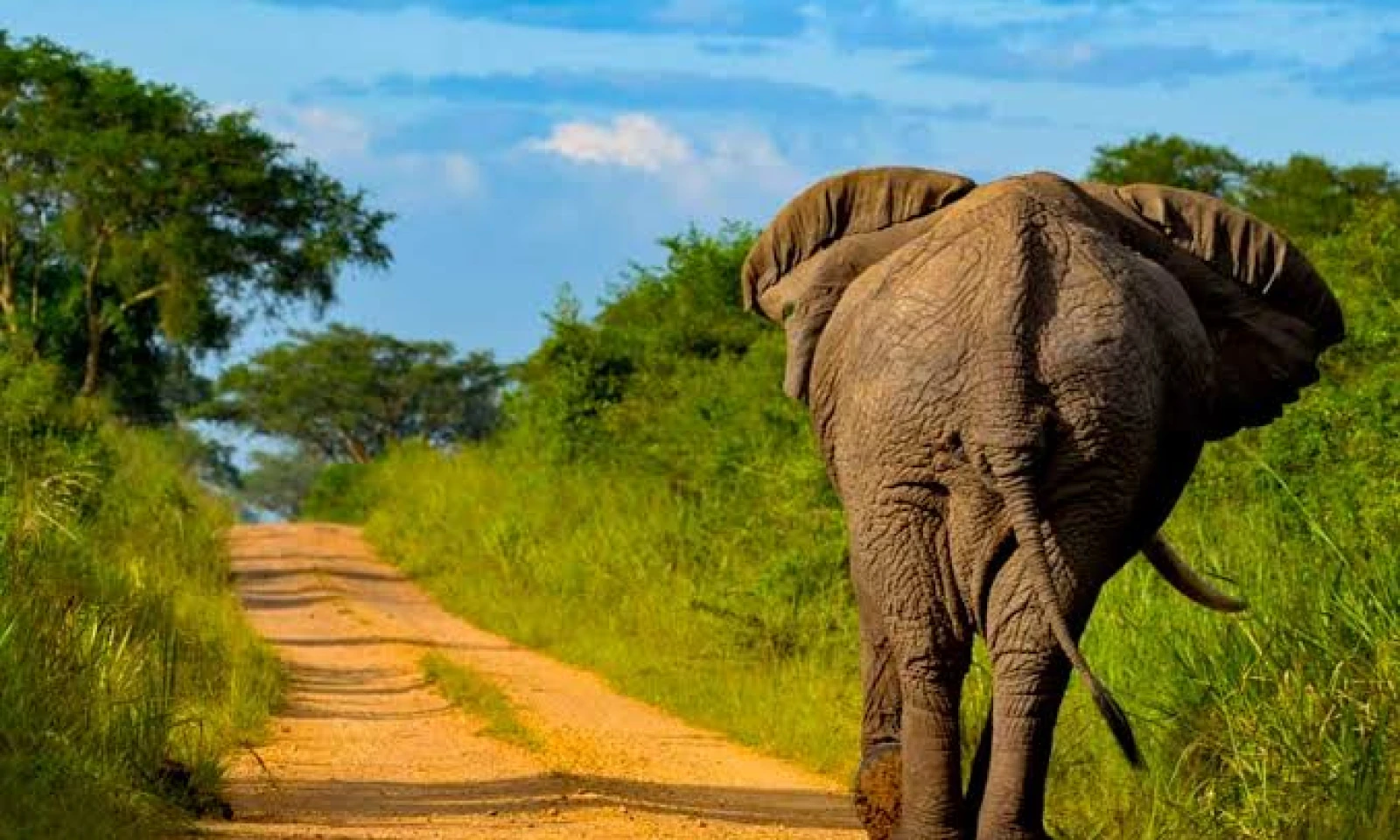 Queen Elizabeth – Big Game & Kazinga Channel Safari