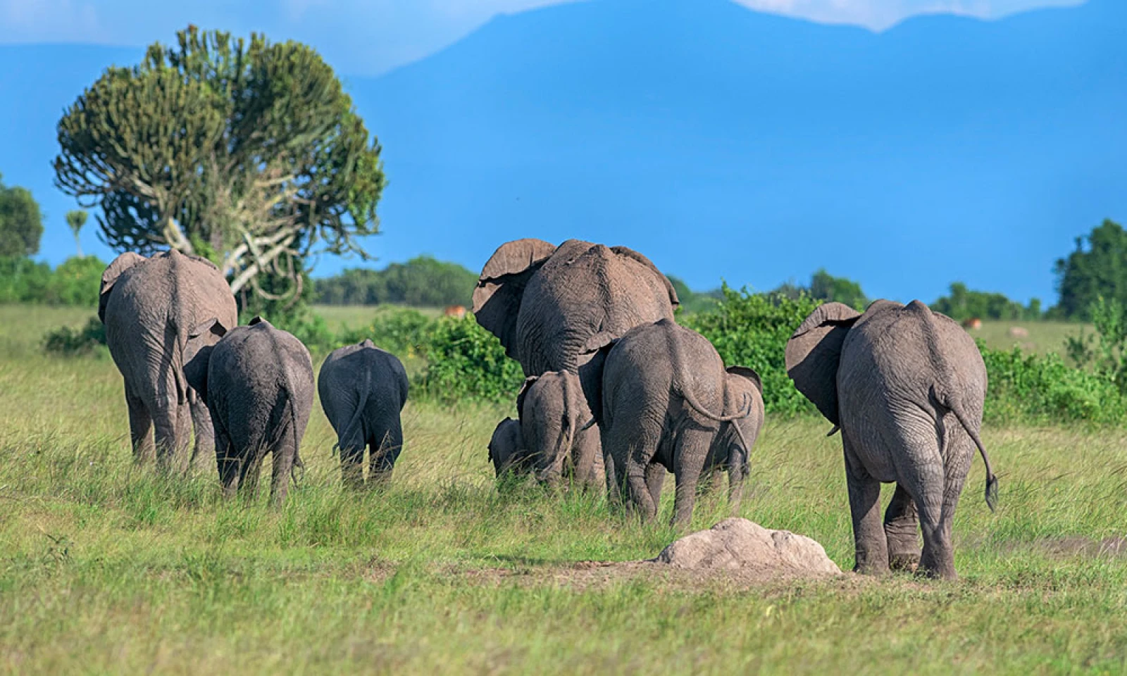 Queen Elizabeth → Kampala – Departure