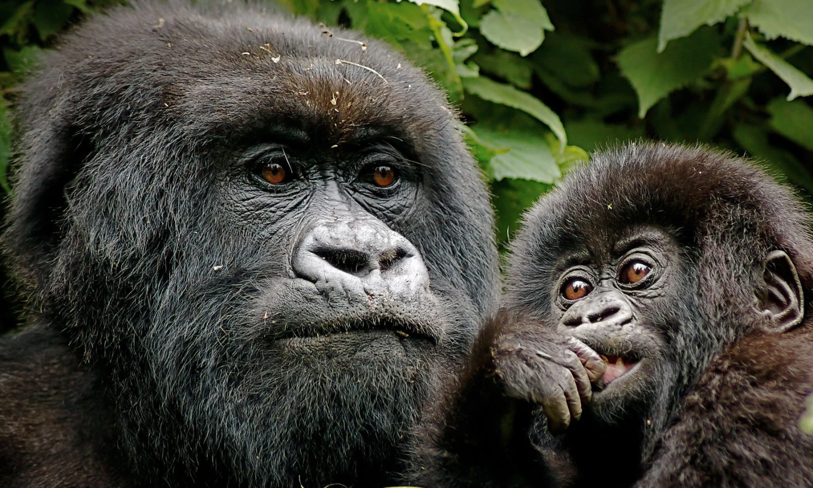 Kigali → Volcanoes National Park – Into the Virunga Mountains