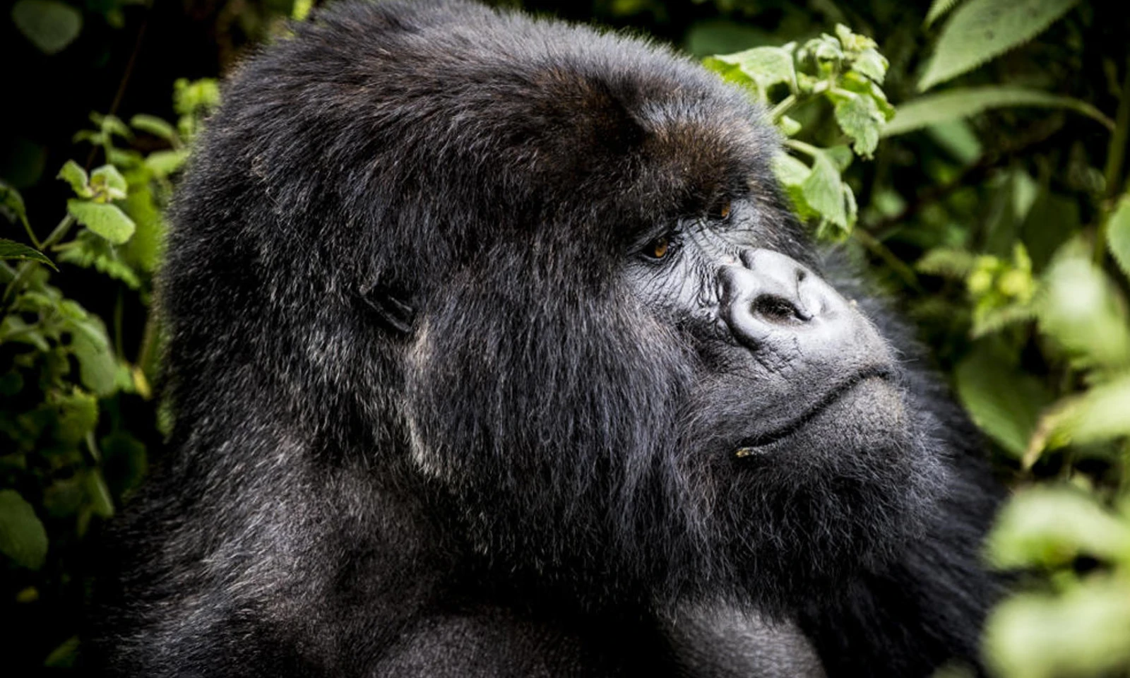 Gorilla Trekking – Signature Primate Encounter