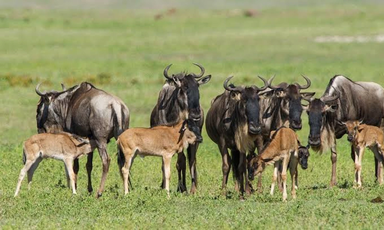 Arusha → Southern Serengeti (Ndutu) – Into the Calving Heartland