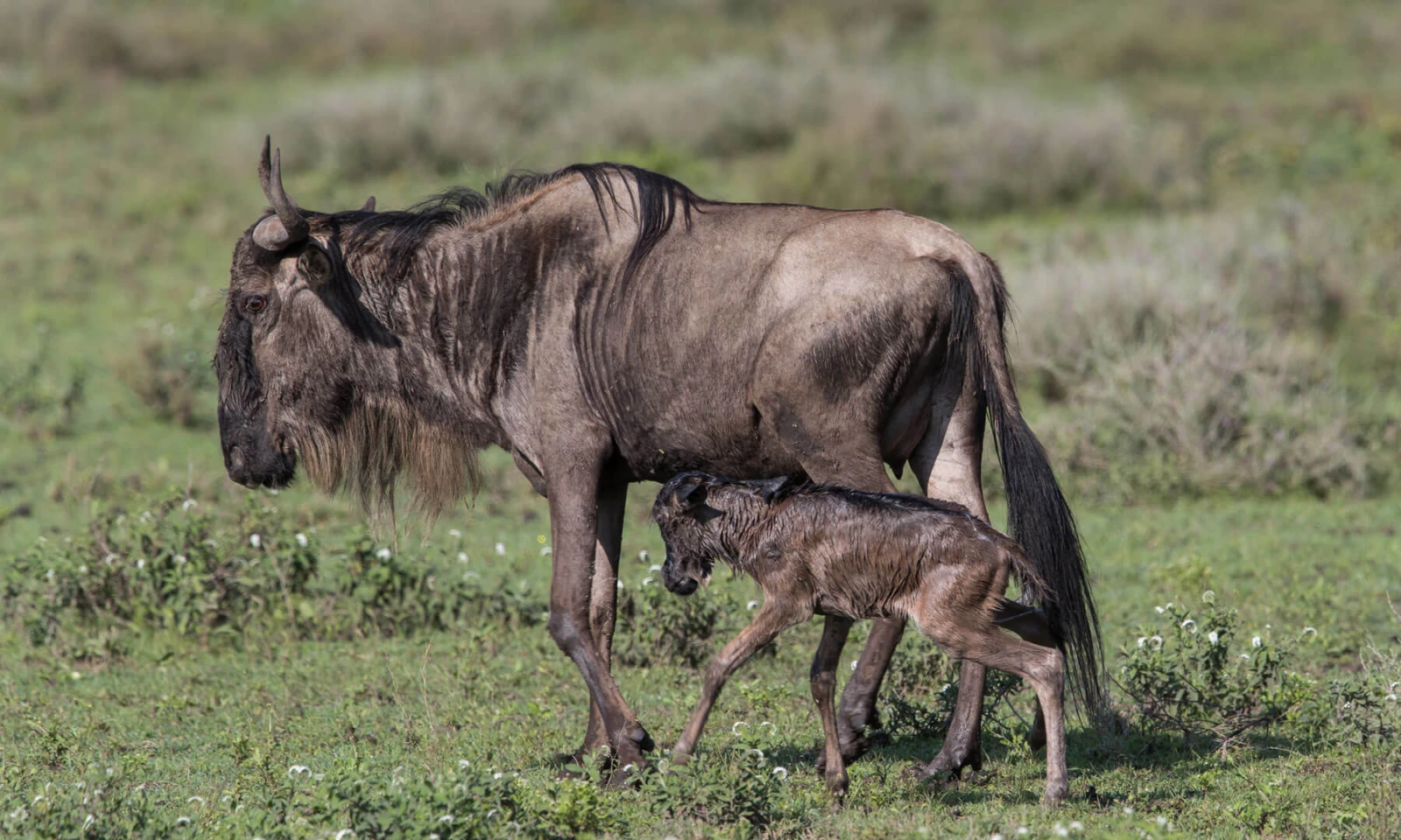 Full Day in Ndutu – Calving Season Safari Immersion