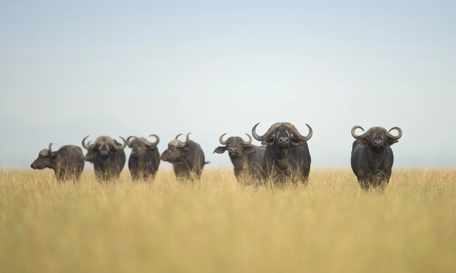 Ndutu → Central Serengeti – The Heart of Classic Safari