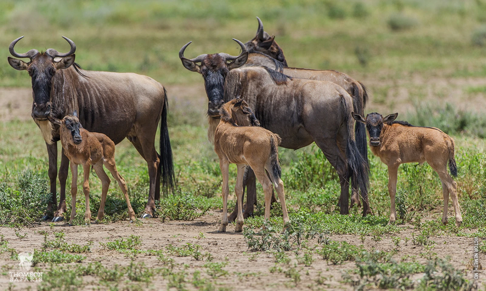 Full Day in Ndutu – Witness the Drama of the Calving Season