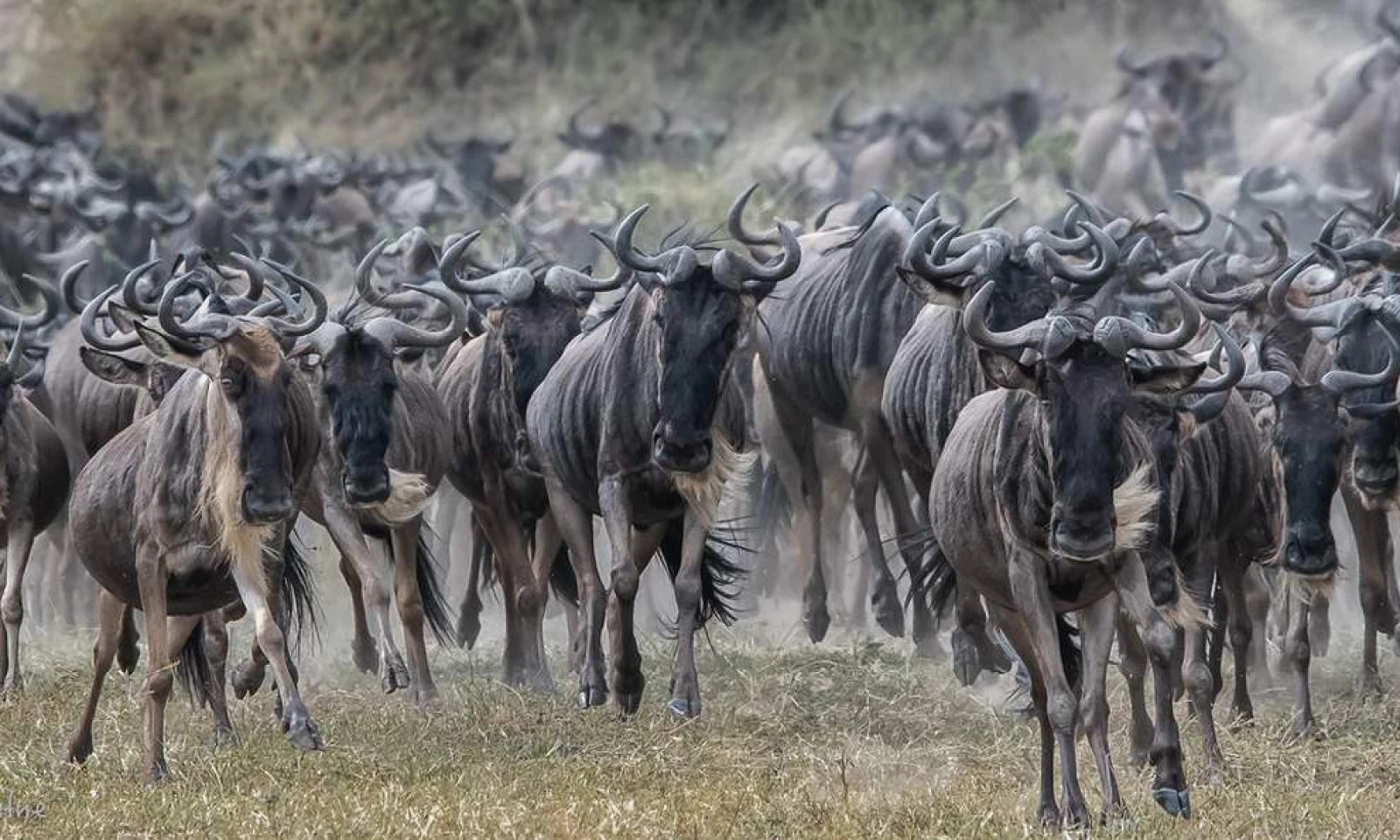 Serengeti (Kogatende) – Full-Day Migration Safari