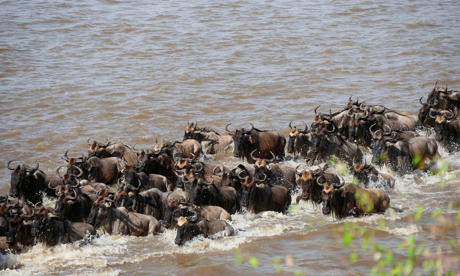 Serengeti → Masai Mara (Kenya) – Cross-Border Safari Adventure