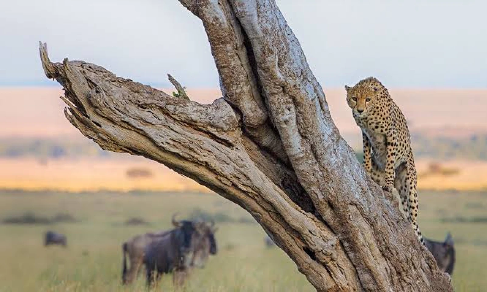 Full-Day Masai Mara Safari – Predator Country & Cultural Insights