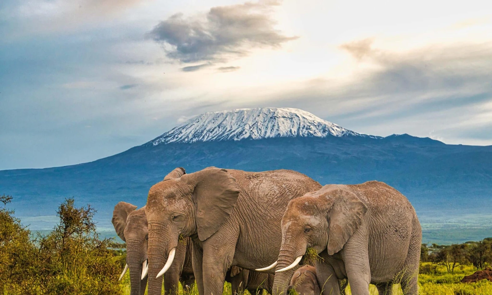 Masai Mara → Amboseli National Park – Kilimanjaro & Elephant Plains