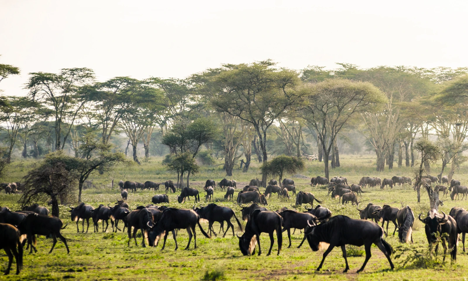 Serengeti (Kogatende) – Full-Day Migration Safari