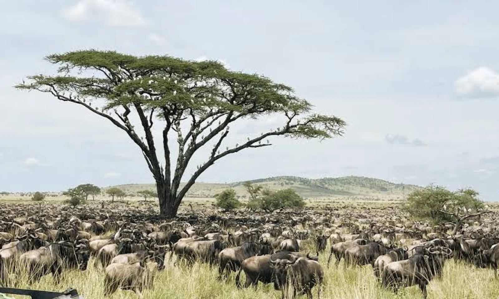 Arusha → Serengeti (Kogatende) – Gateway to the Great Migration