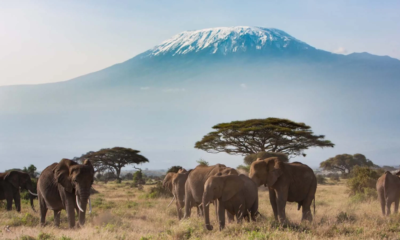 Masai Mara → Amboseli National Park – Elephants & Kilimanjaro Views