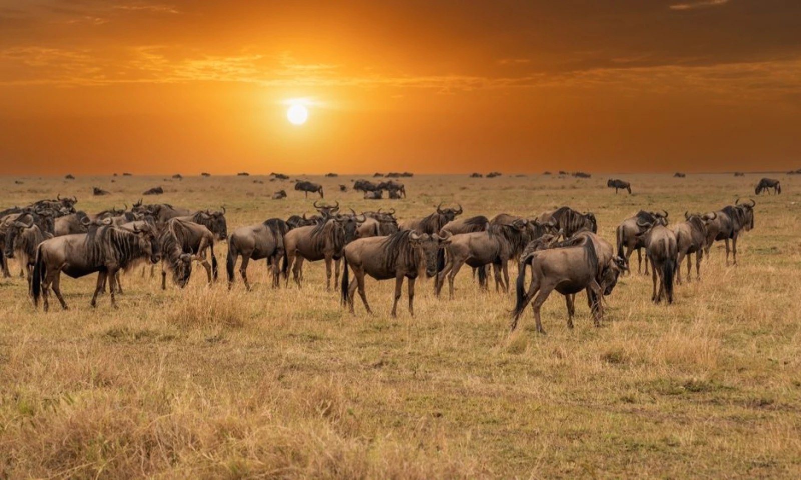 Full-Day Masai Mara Safari – Big Five Immersion
