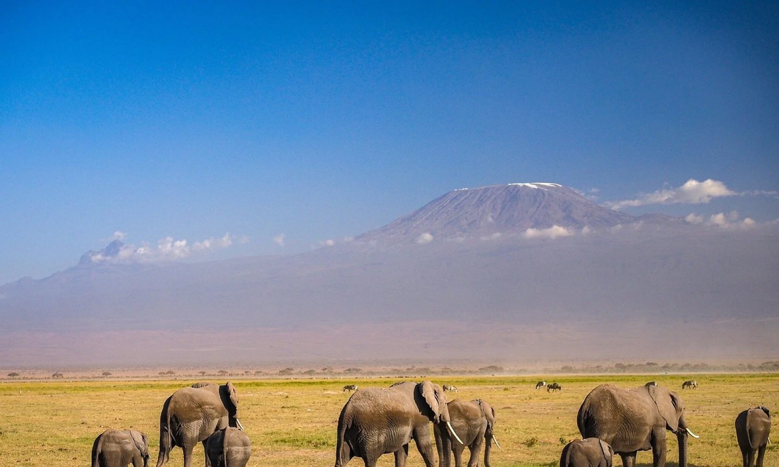 Half-Day Amboseli → Nairobi – Final Wildlife & Scenic Journey