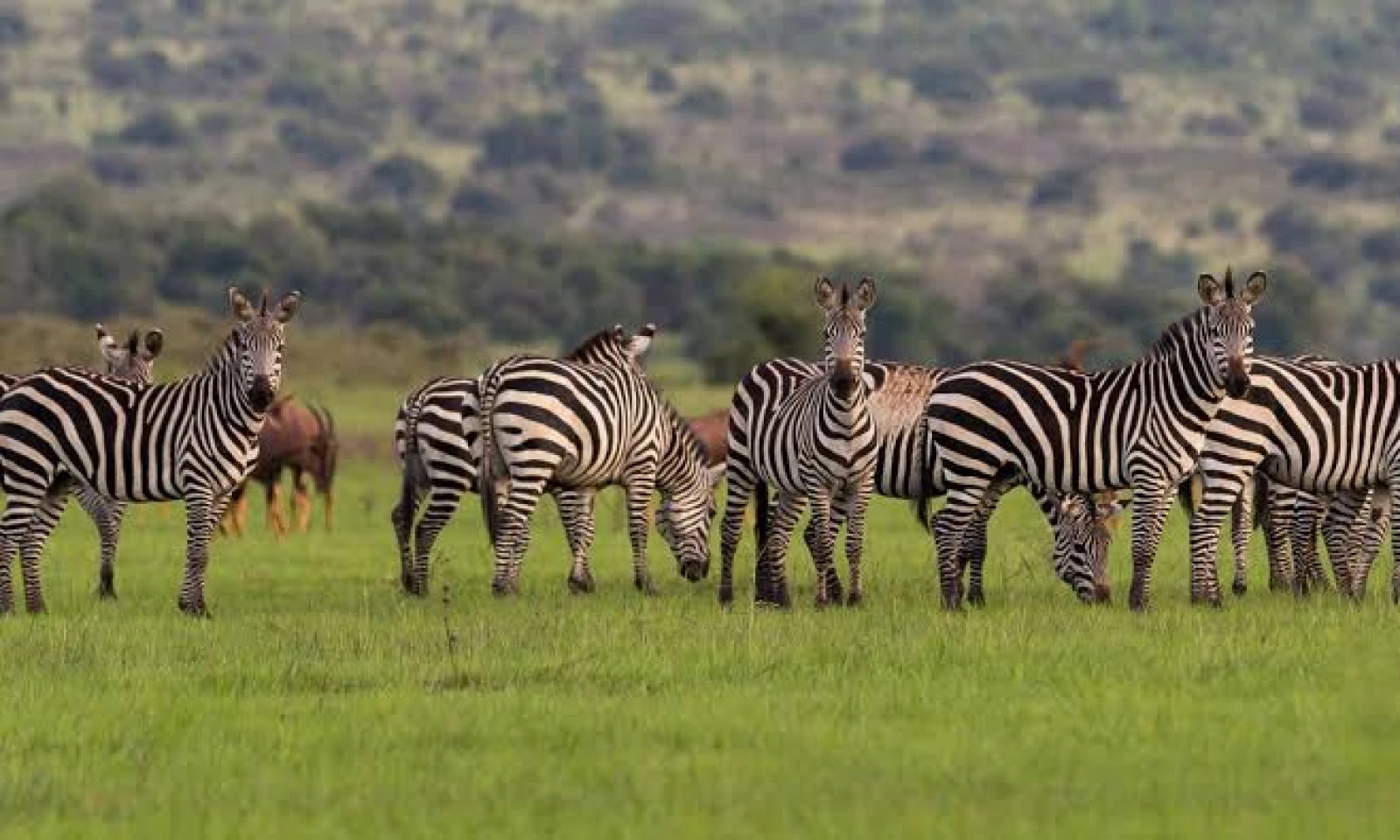 Nyungwe → Akagera National Park – From Rainforest to Savannah Wilderness 