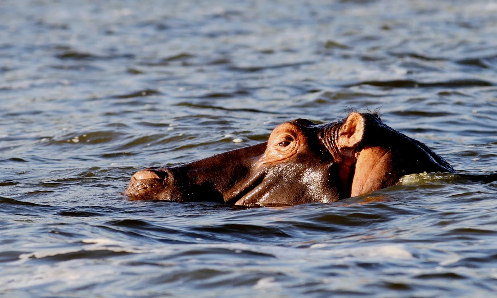 Akagera National Park – Big Five Safari & Lake Ihema Experience 