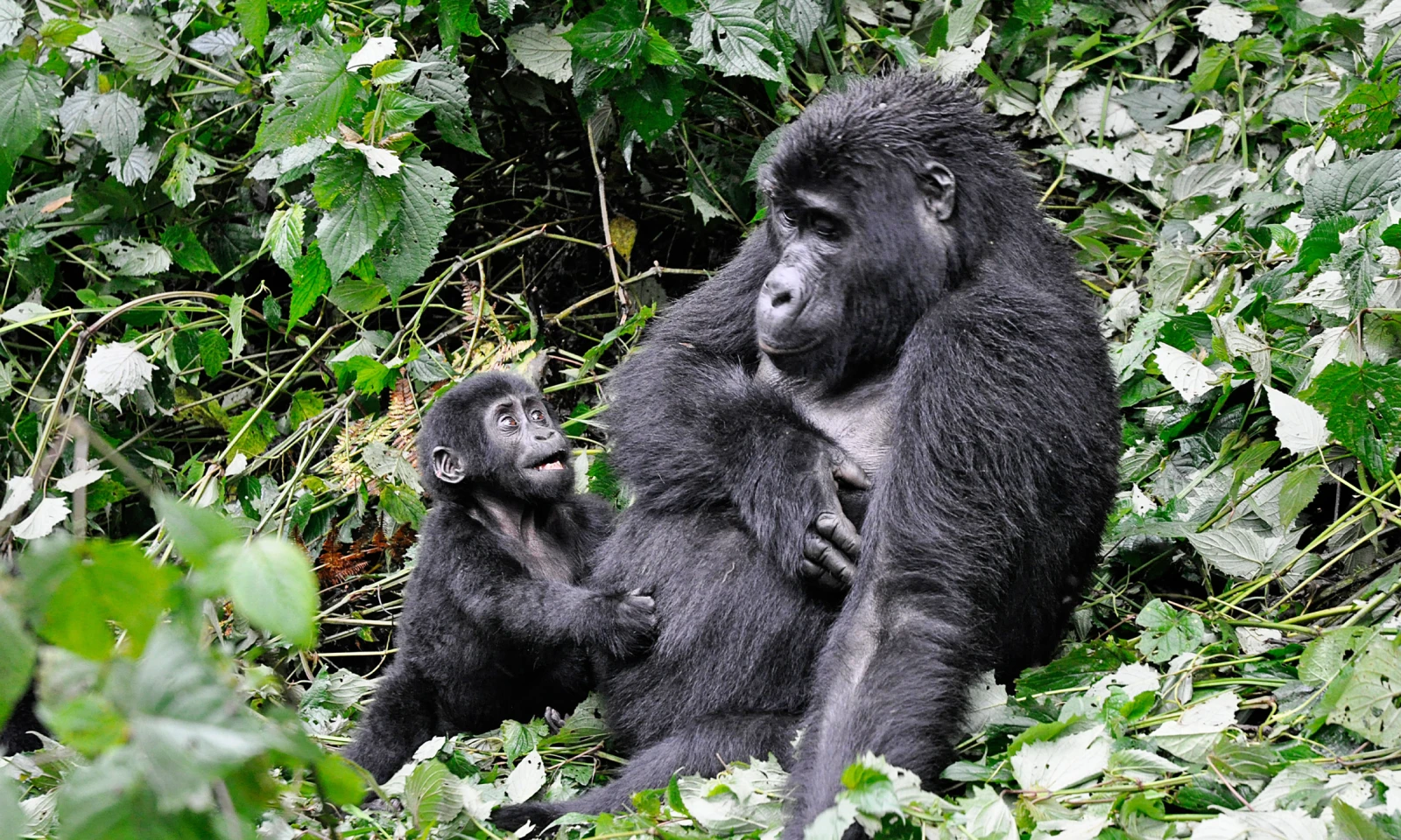 Akagera → Bwindi Impenetrable Forest – Cross-Border Journey into Gorilla Territory 