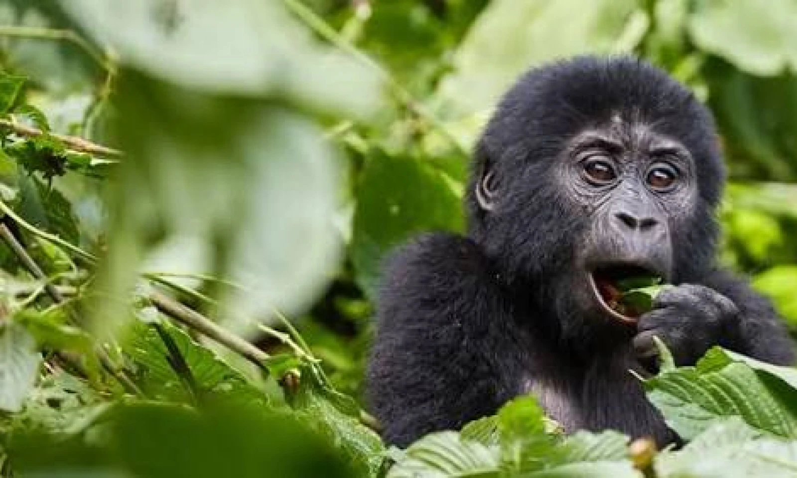 Bwindi Impenetrable Forest – Gorilla Trekking Experience 