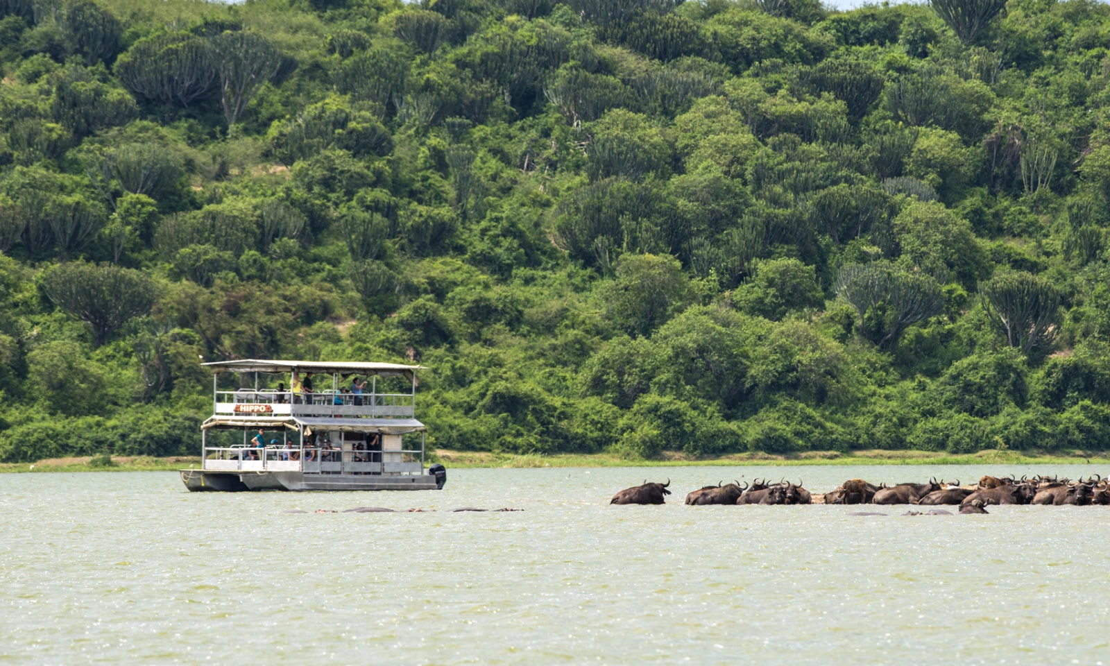 Queen Elizabeth National Park – Wildlife Safari & Kazinga Channel Cruise 