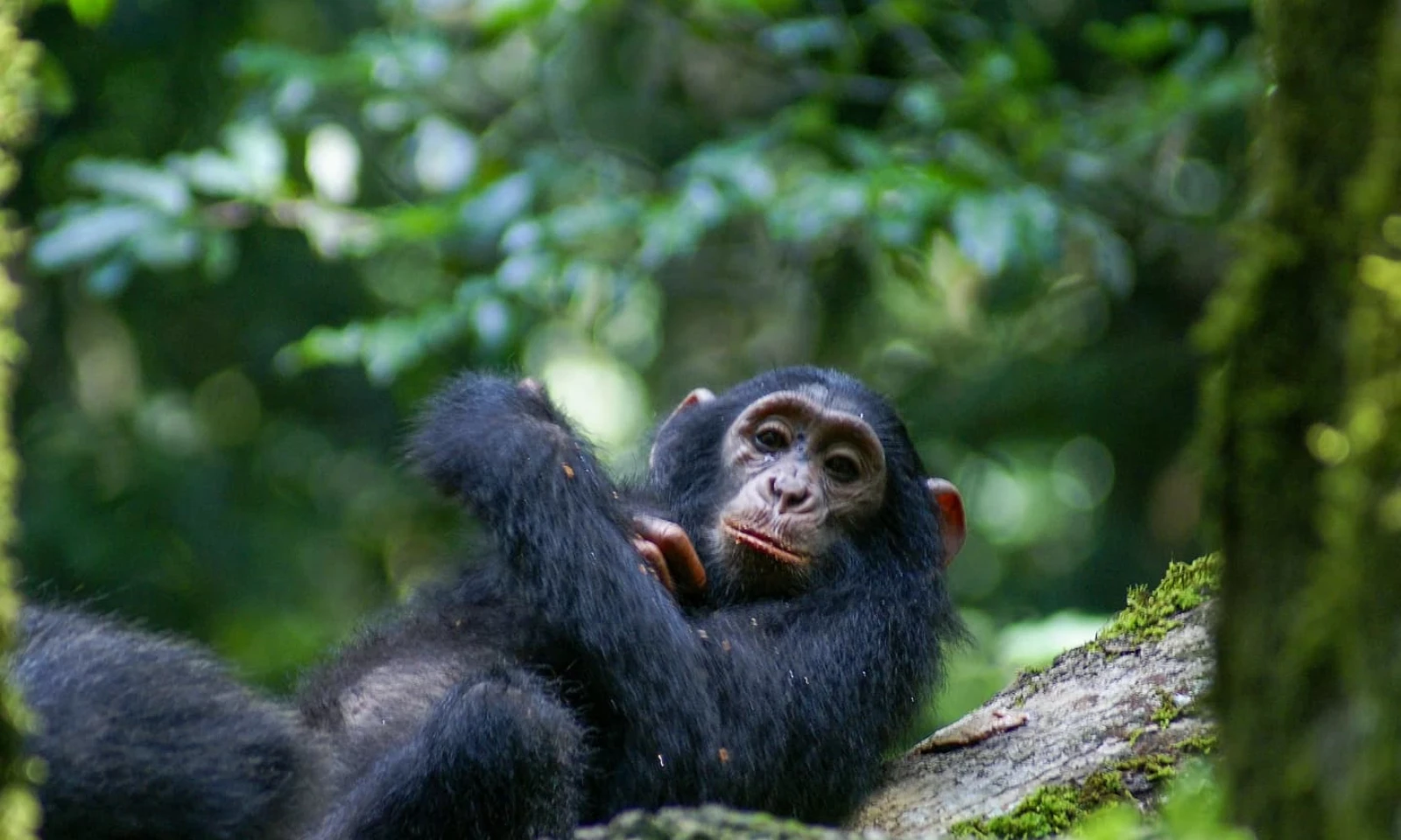 Queen Elizabeth → Kibale Forest – Journey into Uganda’s Primate Heartland 