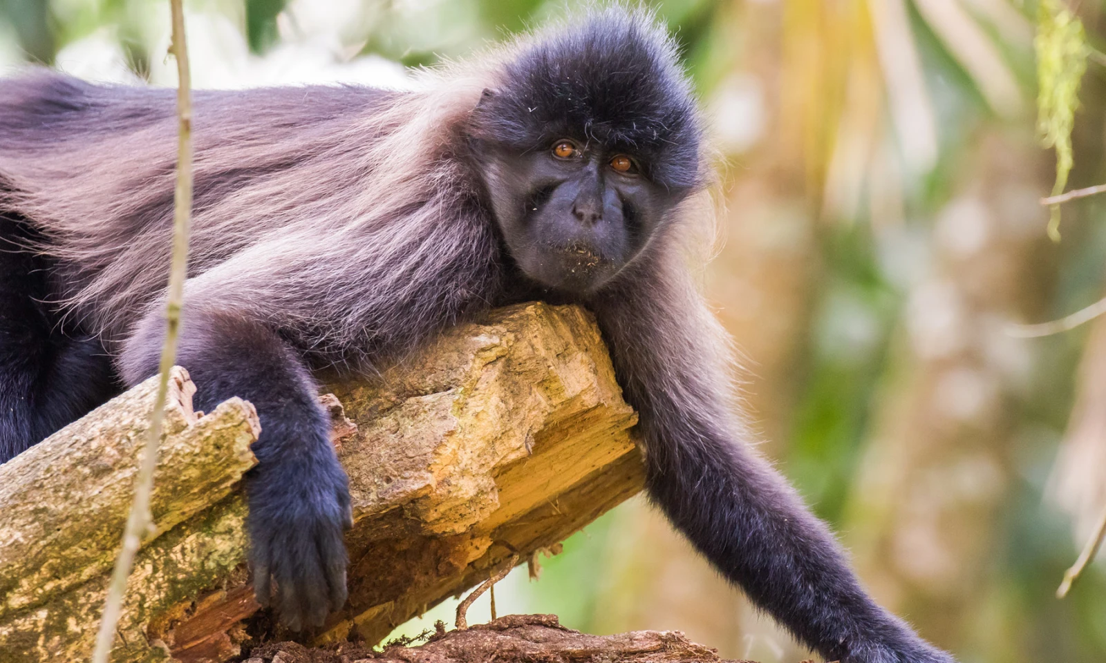 Kibale Forest – Chimpanzee Tracking & Primate Exploration 