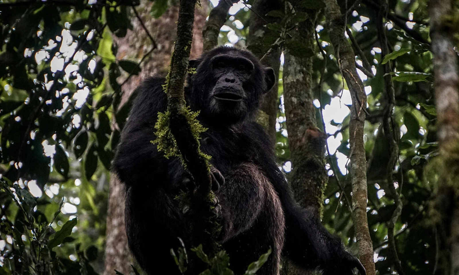 Kibale → Entebbe – Scenic Transfer to Uganda’s Gateway City 