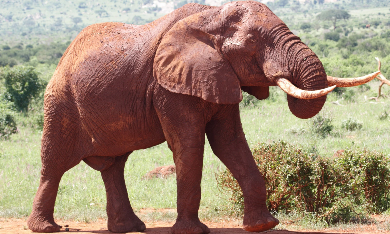 Tsavo East National Park – Red Elephant Safari & Full-Day Game Drives 