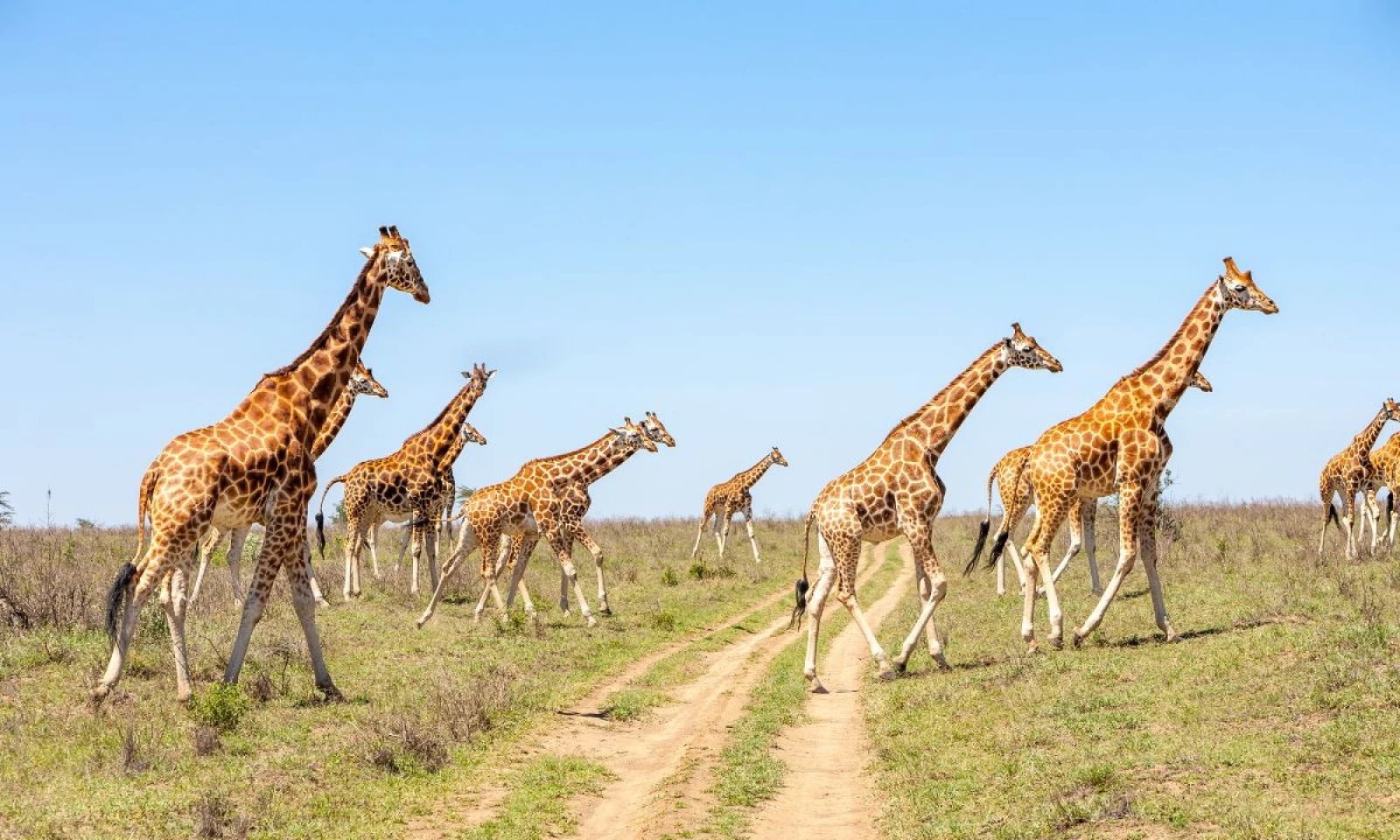 Entebbe → Tsavo East National Park – Enter Kenya’s Iconic Savannah 