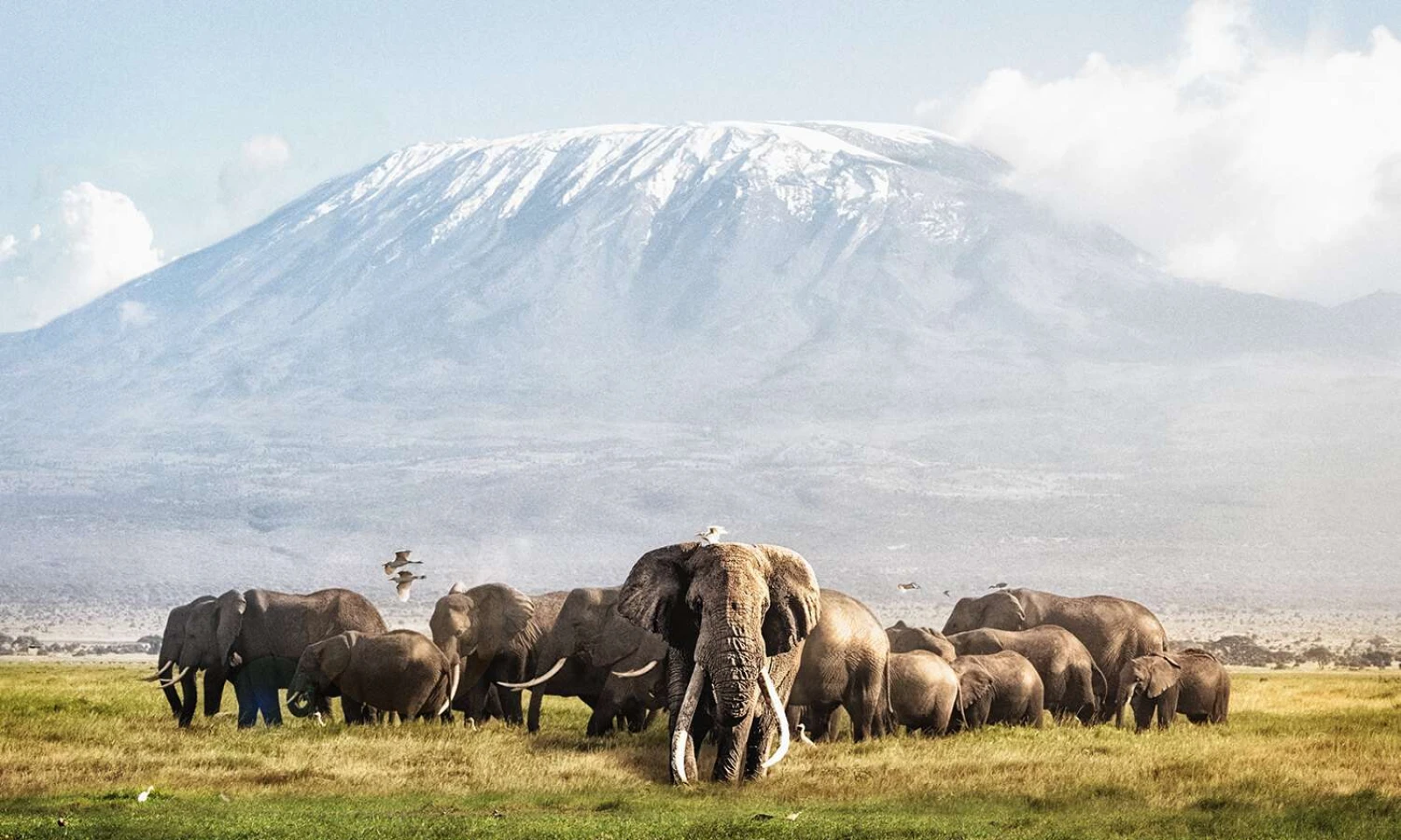 Tsavo East → Amboseli National Park – Kilimanjaro Landscapes & Majestic Plains