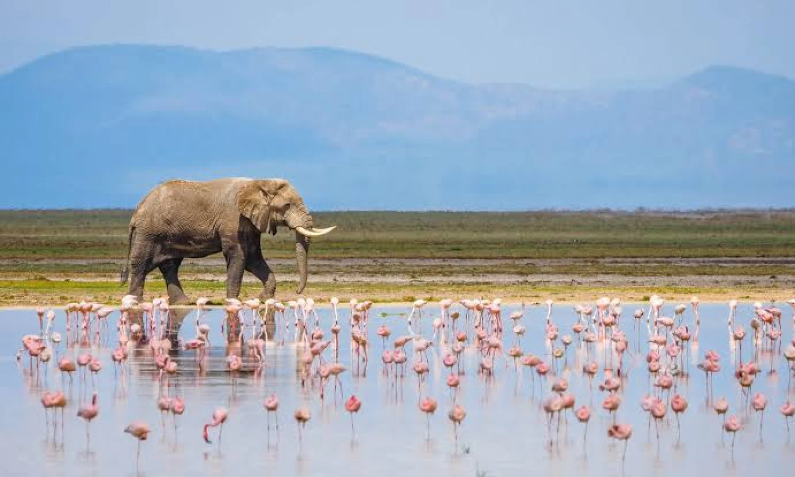 Amboseli → Lake Naivasha – Rift Valley Lake Escape 