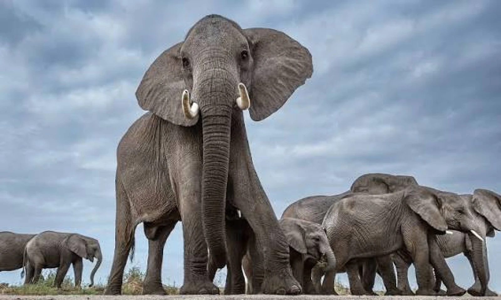 Amboseli National Park – Elephant Photography & Full-Day Safari 