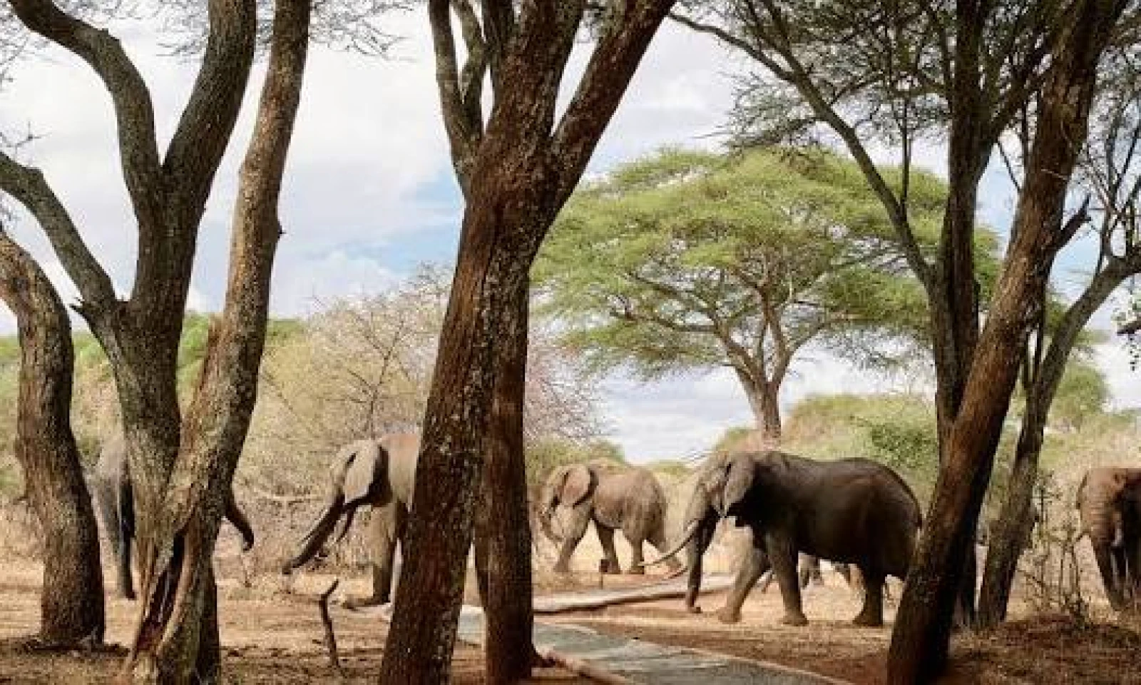 Lake Naivasha → Tarangire National Park – Tanzania’s Elephant Haven 