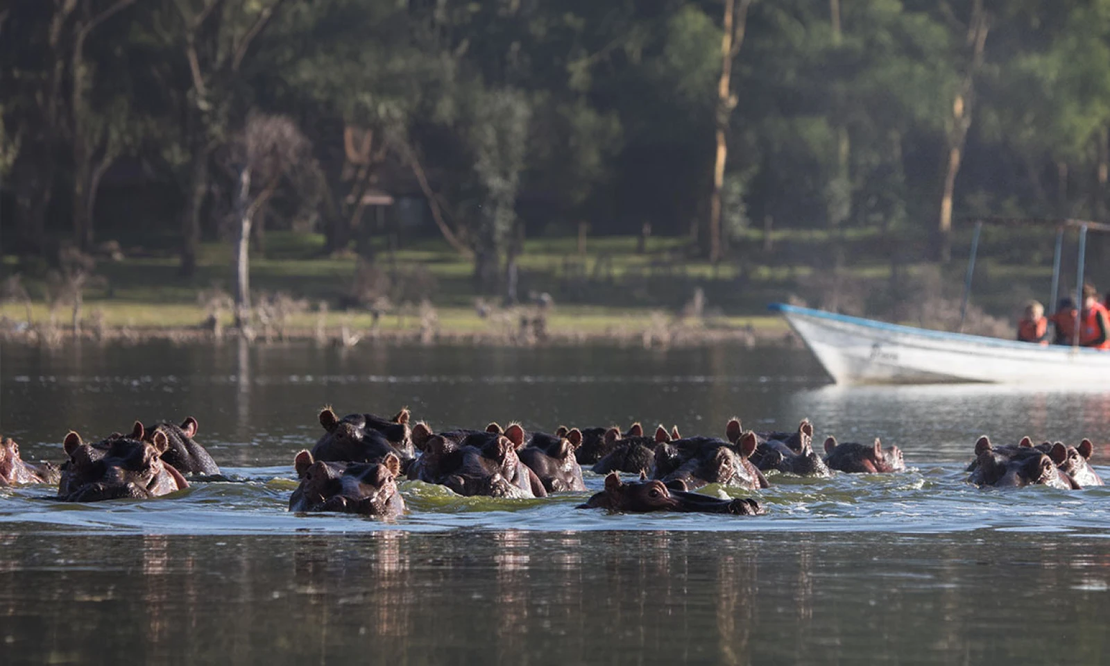 Lake Naivasha – Boat & Walking Safari 