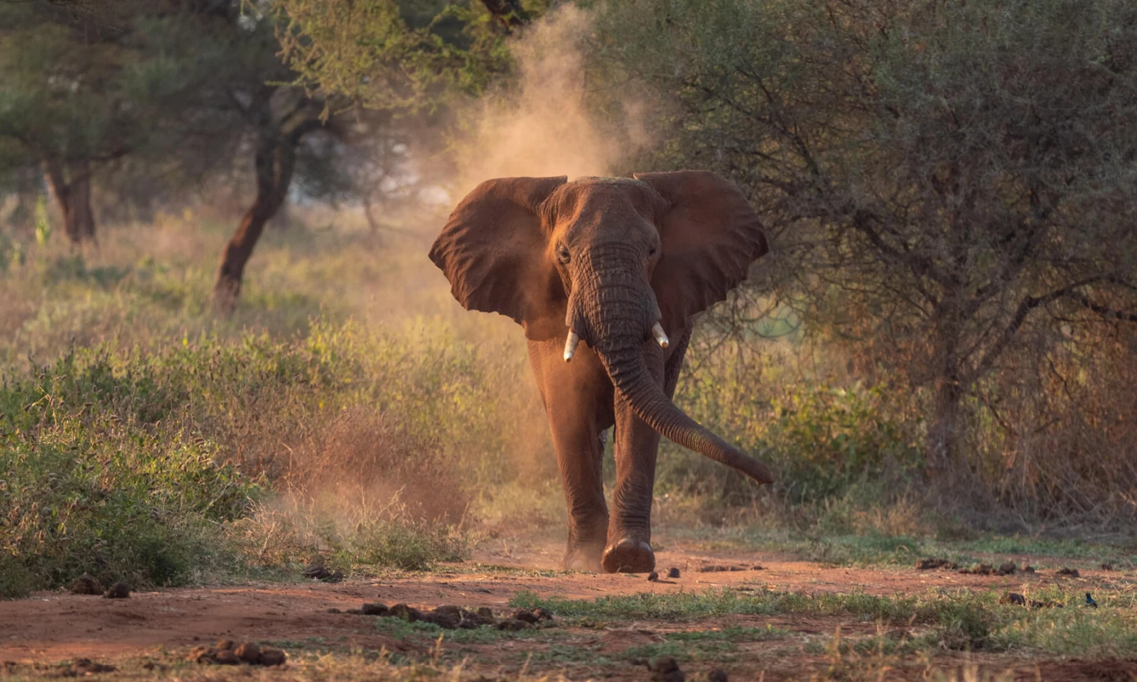 Tarangire National Park – Elephant & Baobab Safari 