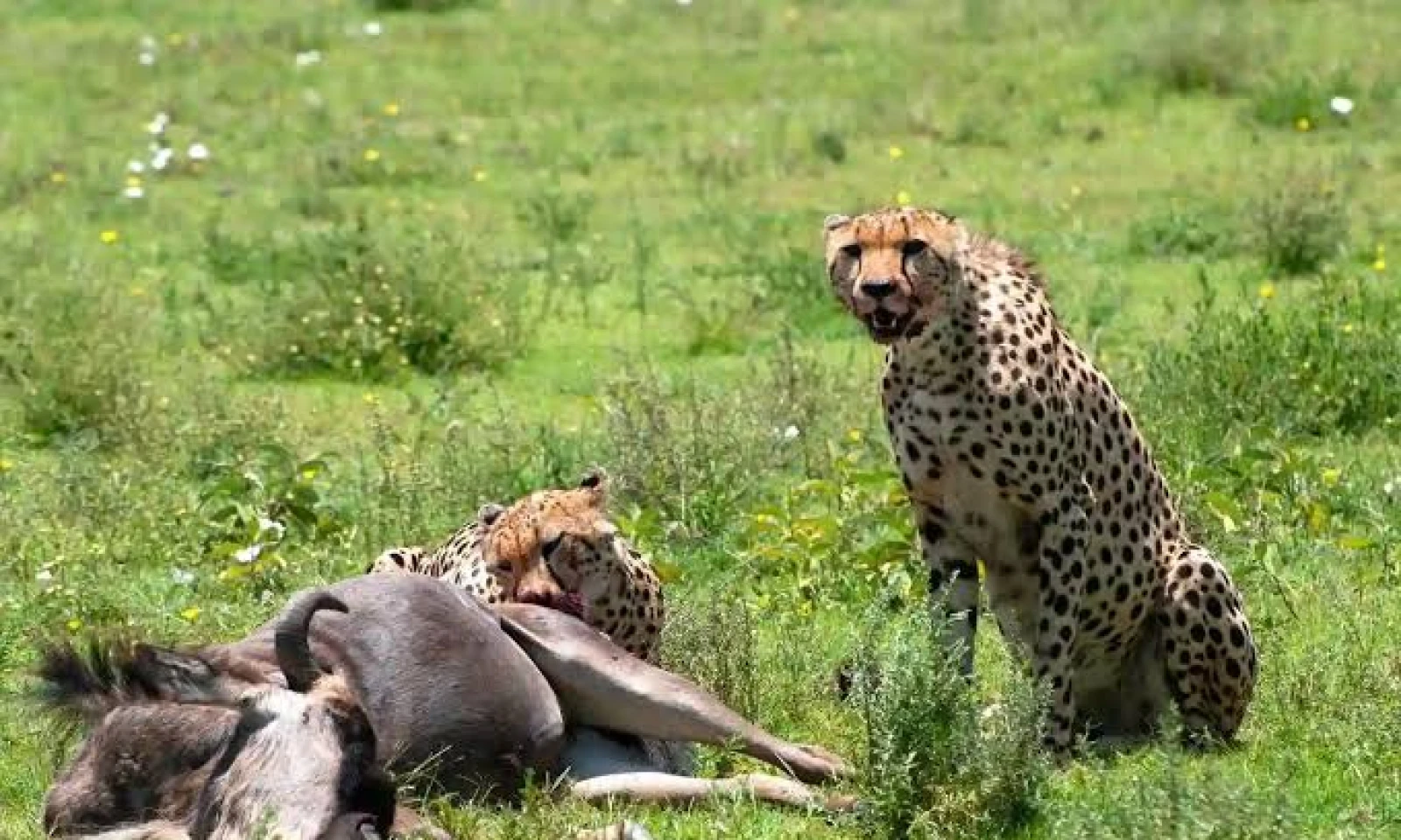 Ndutu – Calving Season & Predator Action 