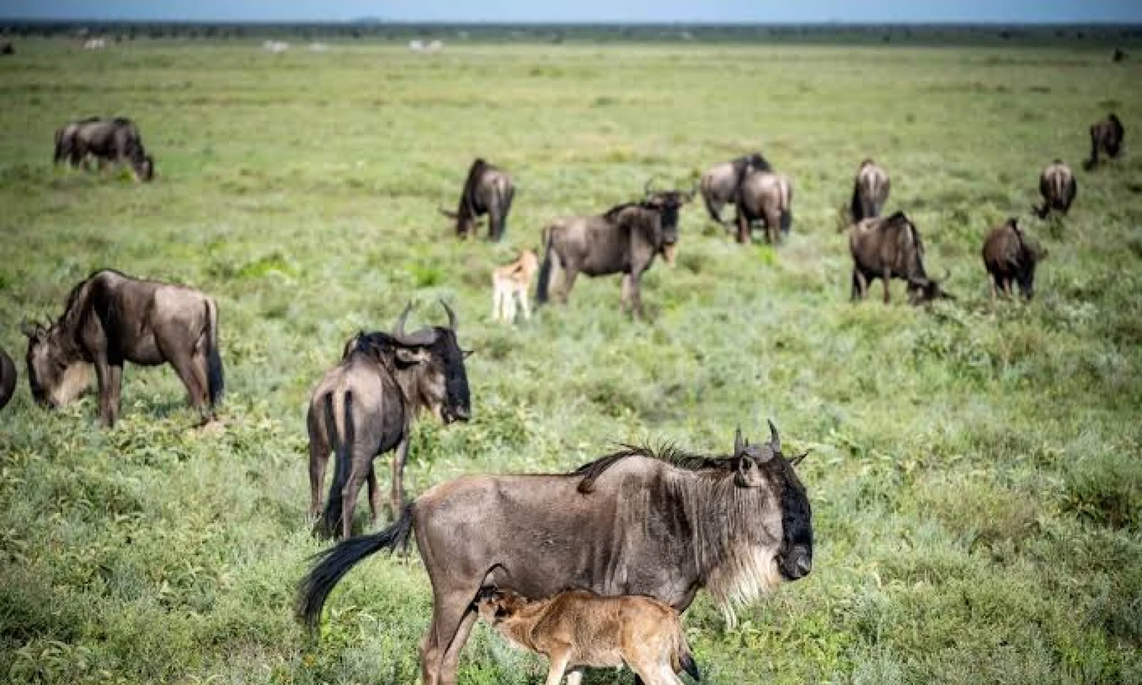 Ngorongoro → Ndutu (Southern Serengeti) – Big Five & Great Migration Heartland