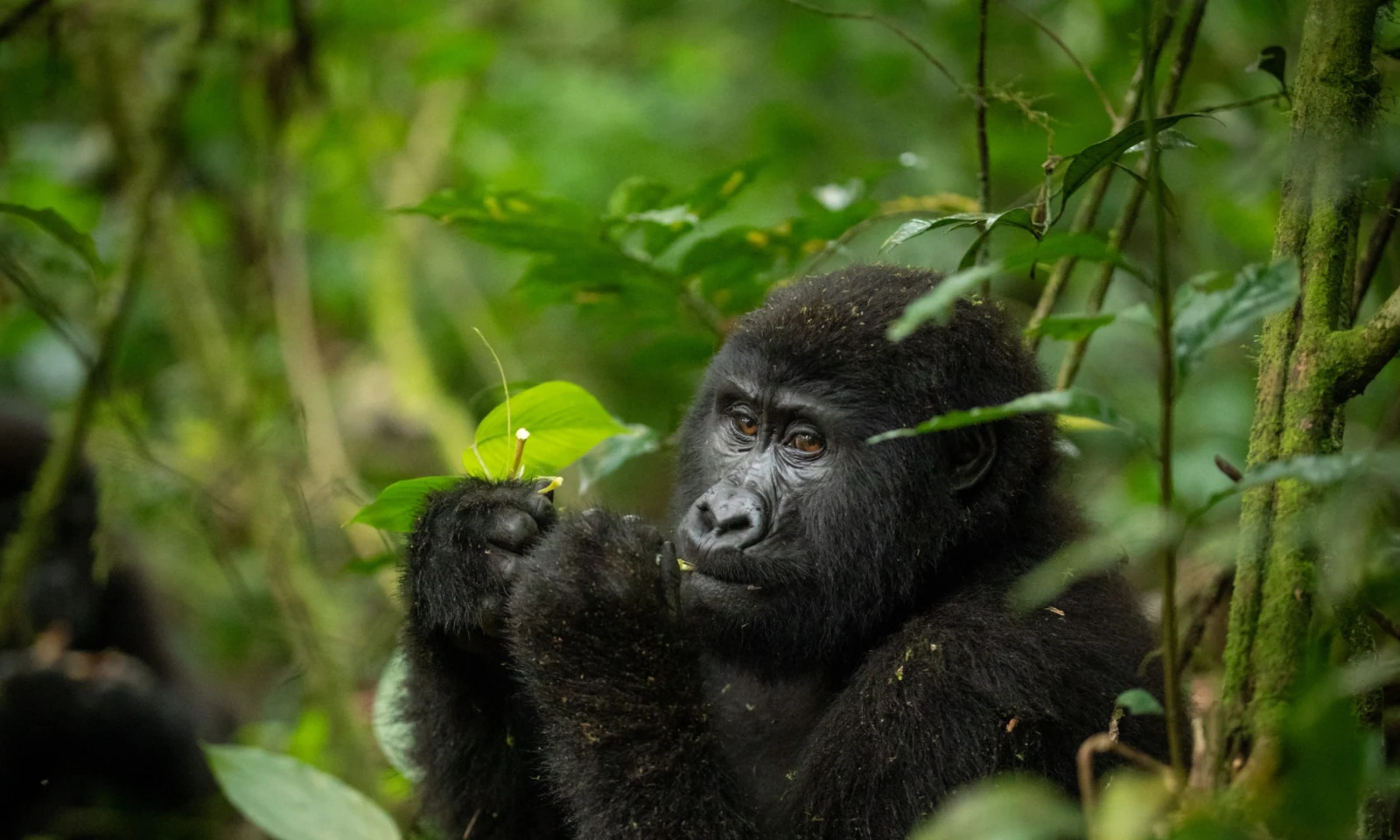 Gorilla Trekking – A Life-Changing Encounter