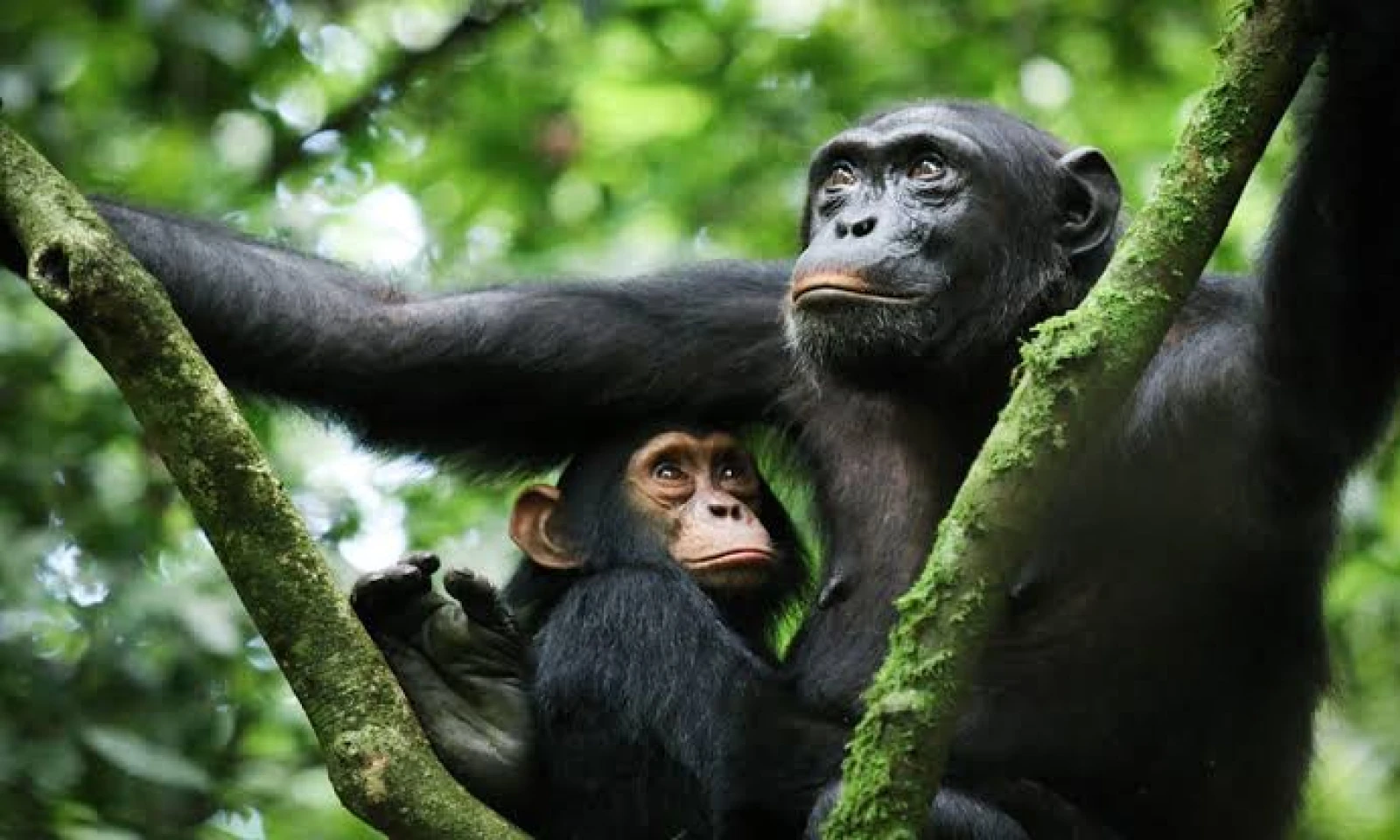 Chimpanzee Trekking – Immersion in Nyungwe Forest