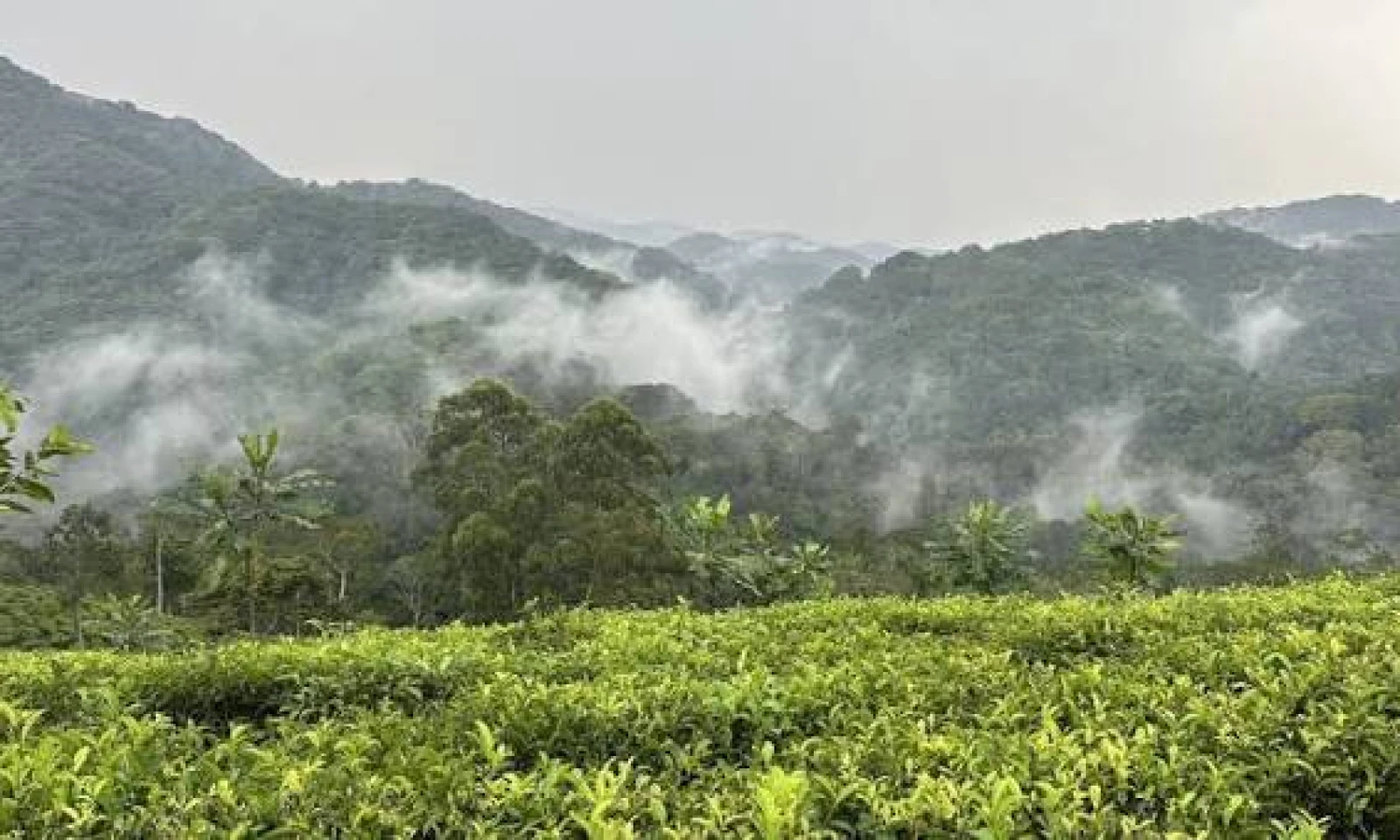 Scenic Transfer to Uganda – Journey Through Rolling Landscapes