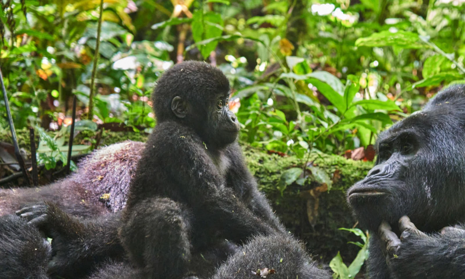 Gorilla Trekking & Wildlife Immersion in Uganda