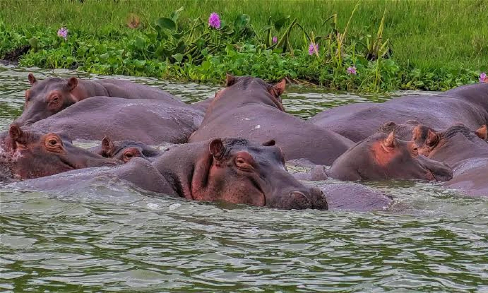 Queen Elizabeth National Park – Where Savannah Meets Water