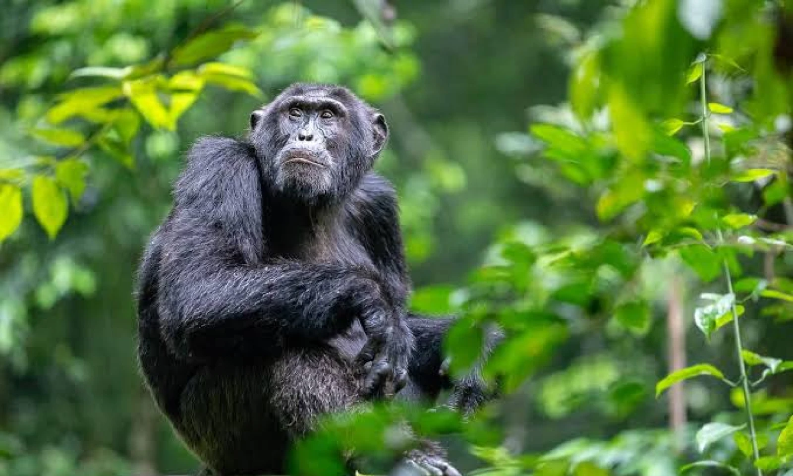 Chimpanzee Tracking – Primate Encounters in Kibale Forest
