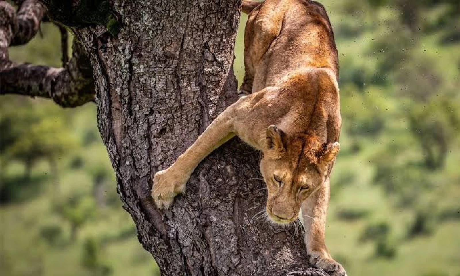 Ishasha Sector – Encounter the Tree-Climbing Lions