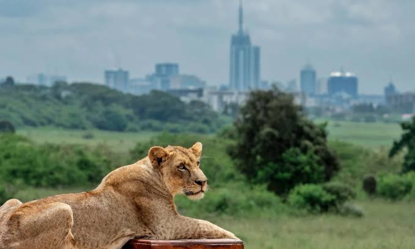 Nairobi Experiences – Culture, Wildlife, and Preparation for Safari
