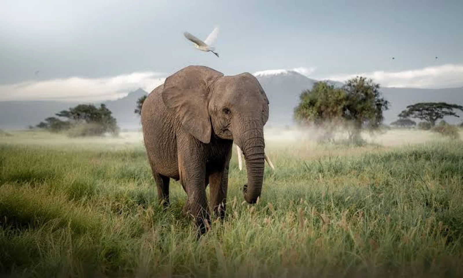 Full Day Safari in Amboseli – Immersive Wildlife & Photography