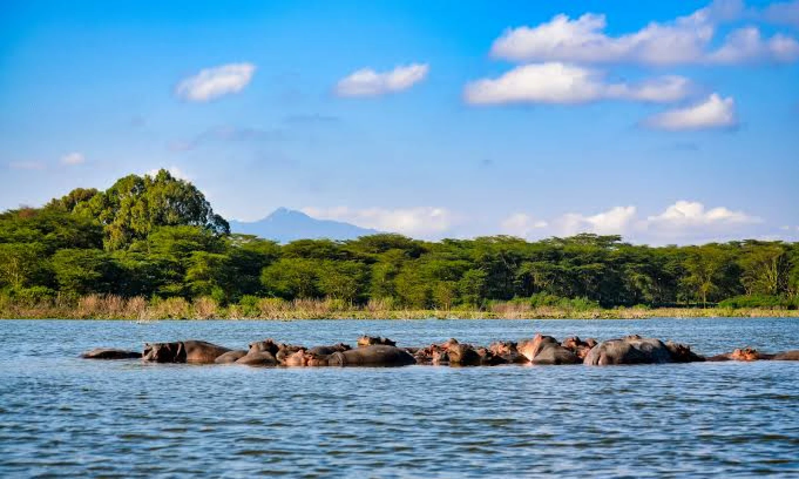 From Amboseli to Lake Naivasha – Tranquil Waters & Wildlife Walks