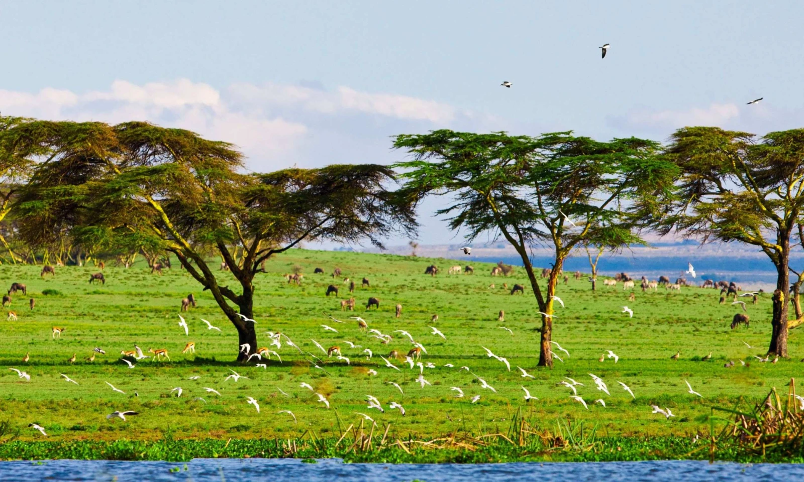 Lake Naivasha to Masai Mara – Enter the Legendary Savannah